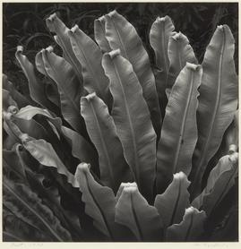 Nikon Salon vol.11』1982 掲載 植物 江口弘美 オオタニワタリ