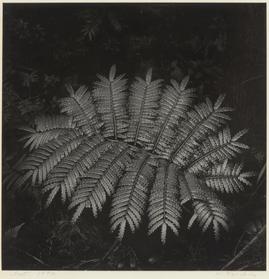 リュウビンタイ 江口弘美