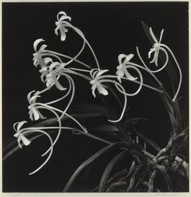 フウラン 江口弘美