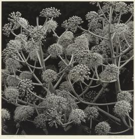 ヤツデ 江口弘美