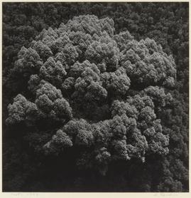 クスノキ 江口弘美