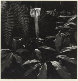 マムシグサ 江口弘美