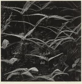 ウラジロ 江口弘美