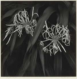 ハマオモト 江口弘美