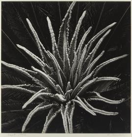 ソテツ 江口弘美