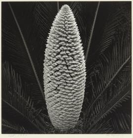 ソテツ 江口弘美