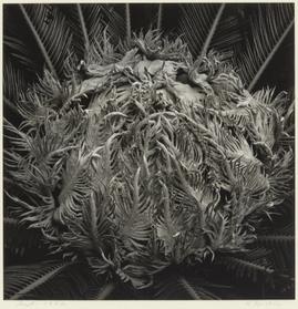 ソテツ 江口弘美