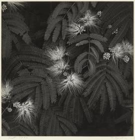 ネムノキ 江口弘美